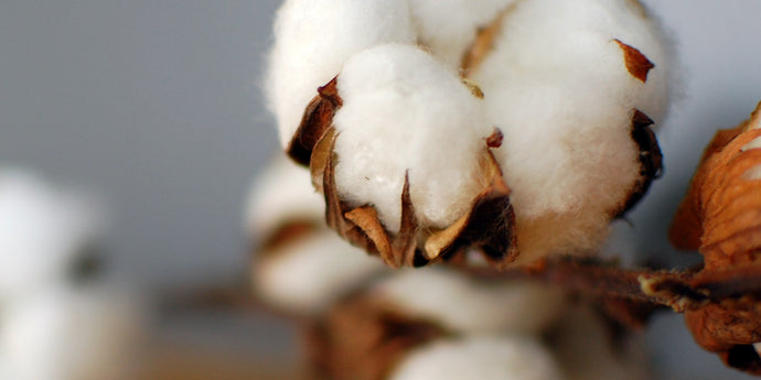 5 critical questions about cotton