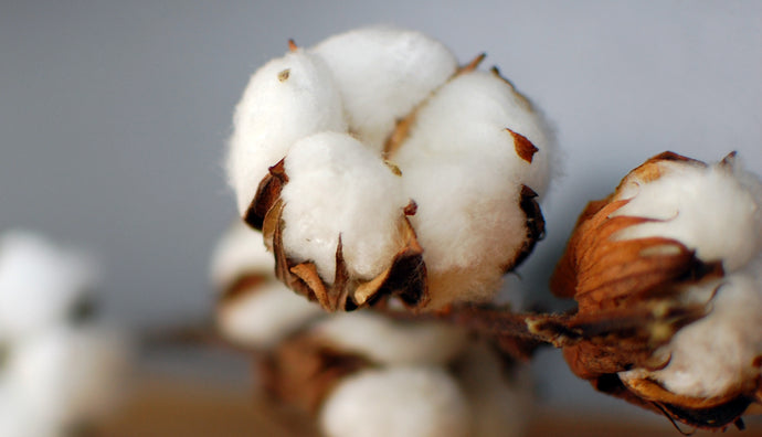 [1] Why we still use cotton